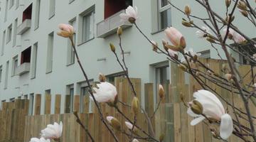 Tilleuls 37 logements | Saint-Herblain 