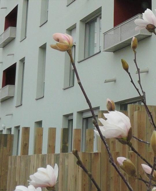 Tilleuls 37 logements | Saint-Herblain 